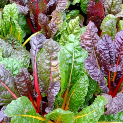 BIO Mangold Fireworks - Beta vulgaris - bio osivo mangoldu - 45 ks