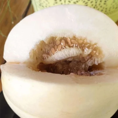 Meloun cukrový Kiku - Cucumis melo - osivo melounu - 6 ks