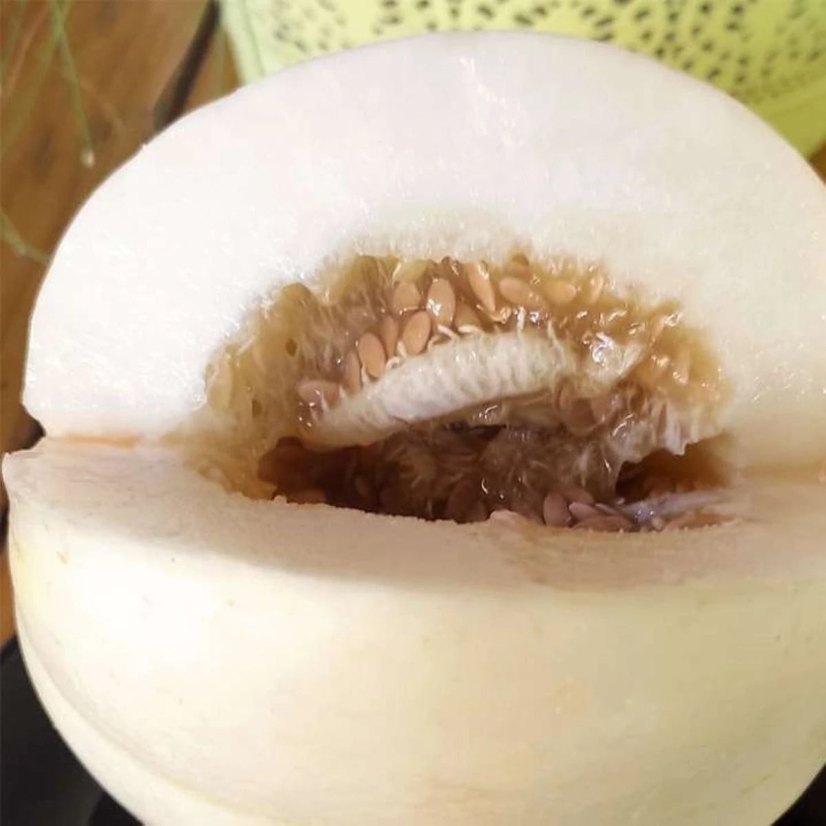 Meloun cukrový Kiku - Cucumis melo - osivo melounu - 6 ks