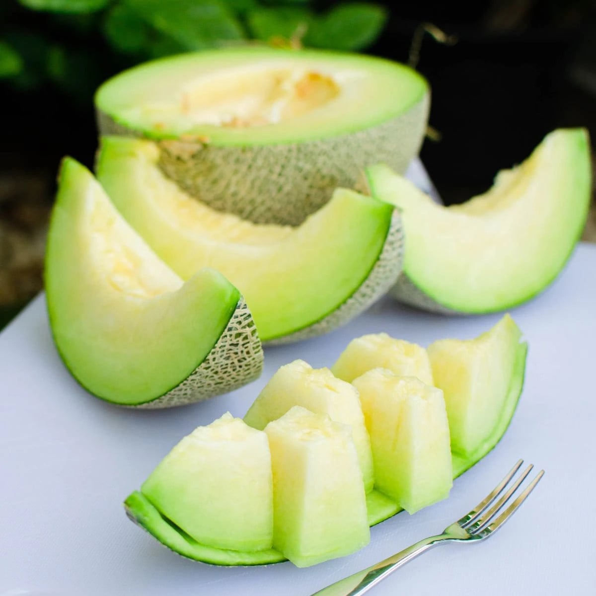 Meloun Tenor F1 - Cucumis melo - osivo melounu - 6 ks