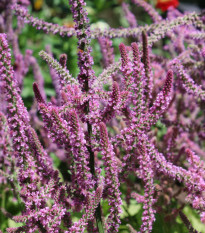 Limonka Suworova růžová - Limonium suworowii - osivo limonky - 600 ks
