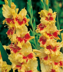 Gladiol Jester - Gladiolus - hlízy gladiol - 3 ks