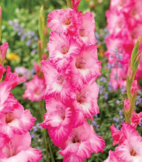 Gladiol Violet King - Gladiolus - hlízy gladiol - 3 ks
