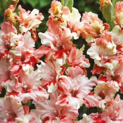 Gladiol Mindset - Gladiolus - hlízy gladiol - 3 ks