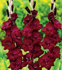 Gladiol At Night - Gladiolus - hlízy gladiol - 3 ks