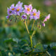 Brambory Jubila F1 - Solanum tuberosum - osivo brambor - 1 ks
