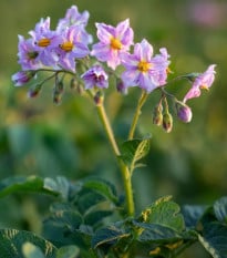 Brambory Jubila F1 - Solanum tuberosum - osivo brambor - 1 ks