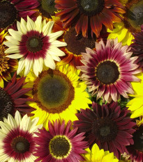 Slunečnice Formular Mix F1 - Helianthus annuus - osivo slunečnice - 6 ks