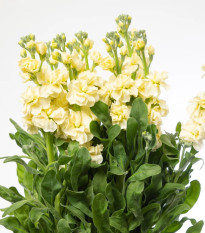 Fiala Cinderella Yellow - Matthiola incana - osivo fialy - 40 ks