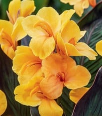 Dosna Louis Cottin - Canna - hlízy dosny - 1 ks