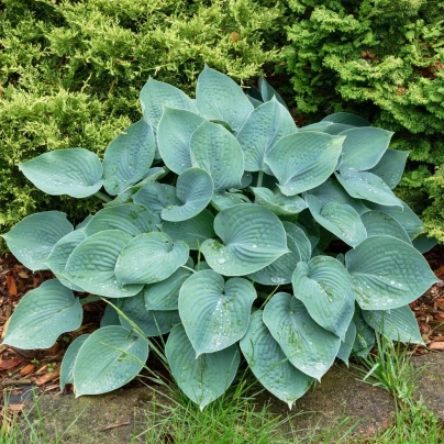 Bohyška - Hosta Blue Angel - hlízy hosty - 1 ks