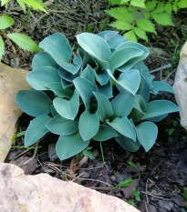 Bohyška - Hosta Mouse Ears - hlízy hosty - 1 ks