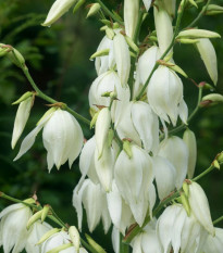 Juka vláknitá - Yucca filamentosa - hlíza juky - 1 ks