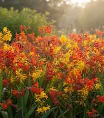 Směs montbrécií - Crocosmia mix - hlízy montbrécie - 20 ks