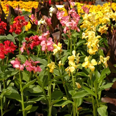 Směs dosen - Canna mix - hlízy dosny - 5 ks