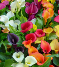 Směs kal - Zantedeschia mix - hlízy kaly - 5 ks