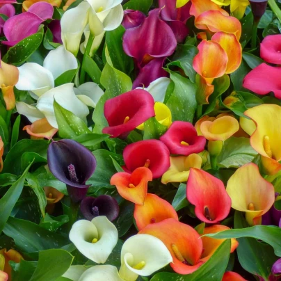 Směs kal - Zantedeschia mix - hlízy kaly - 5 ks