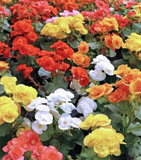 Směs begónií - Begonia mix - hlízy begonie - 10 ks