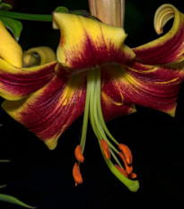 Lilie Pieton - Lilium - cibule lilií - 1 ks