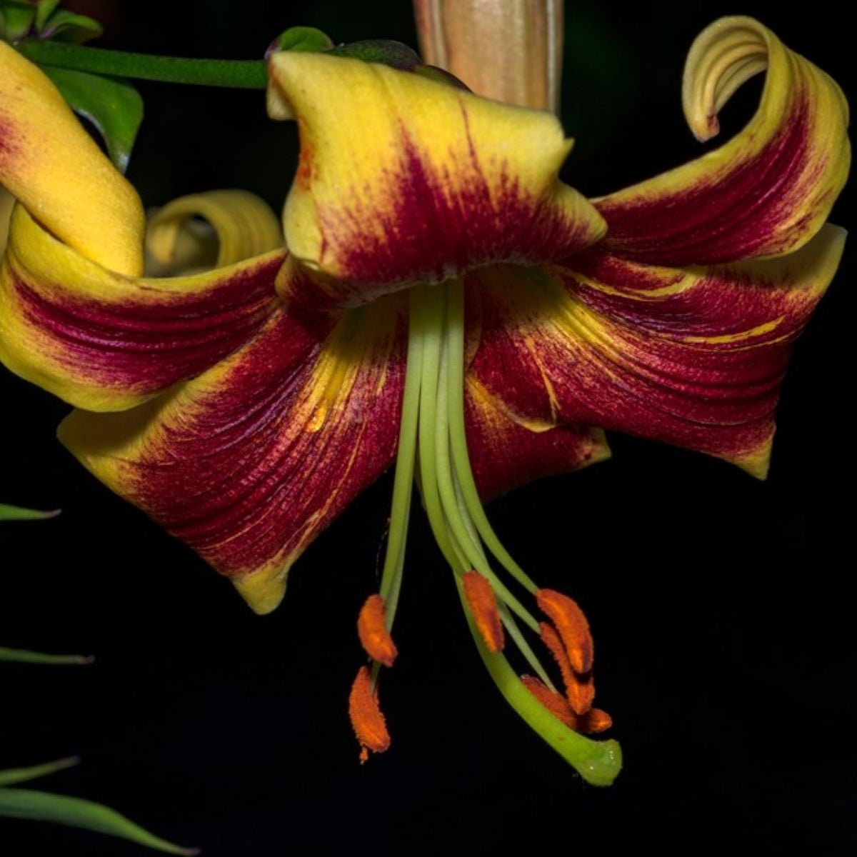 Lilie Pieton - Lilium - cibule lilií - 1 ks
