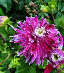 Jiřinka Vancouver - Dahlia - hlízy jiřinek - 1 ks