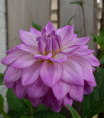 Jiřinka Seduction - Dahlia - hlízy jiřinek - 1 ks