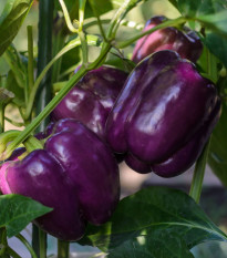 Paprika Beluga Lilac F1 - Capsicum annuum - osivo papriky - 6 ks