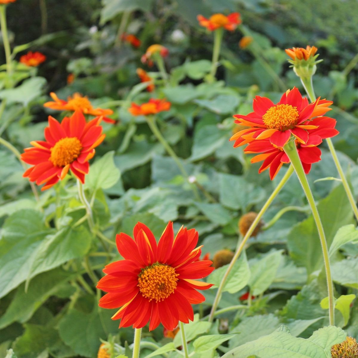 Titónie okrouhlolistá - Tithonia rotundifolia - osivo titónie - 60 ks