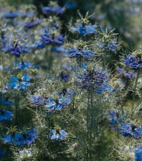 Černucha damašská Miss Jekyll Dark Blue - Nigella damascena - osivo černuchy - 200 ks
