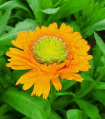Měsíček lékařský Greenheart Orange - Calendula officinalis - osivo měsíčku - 30 ks