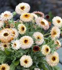 Měsíček lékařský Pygmy Buff - Calendula officinalis - osivo měsíčku - 30 ks