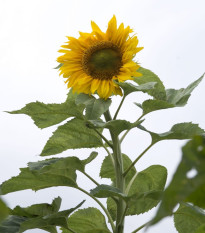 Slunečnice mongolská - Helianthus annuus - osivo slunečnice - 15 ks
