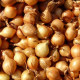 Cibule šalotka Mikor - Allium cepa - cibulky sazečky - 10 ks