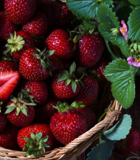 Jahodník Cherryberry - Fragaria ananassa - prostokořenná sazenice jahodníku - 2 ks