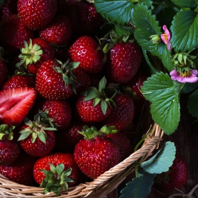 Jahodník Cherryberry - Fragaria ananassa - prostokořenná sazenice jahodníku - 2 ks
