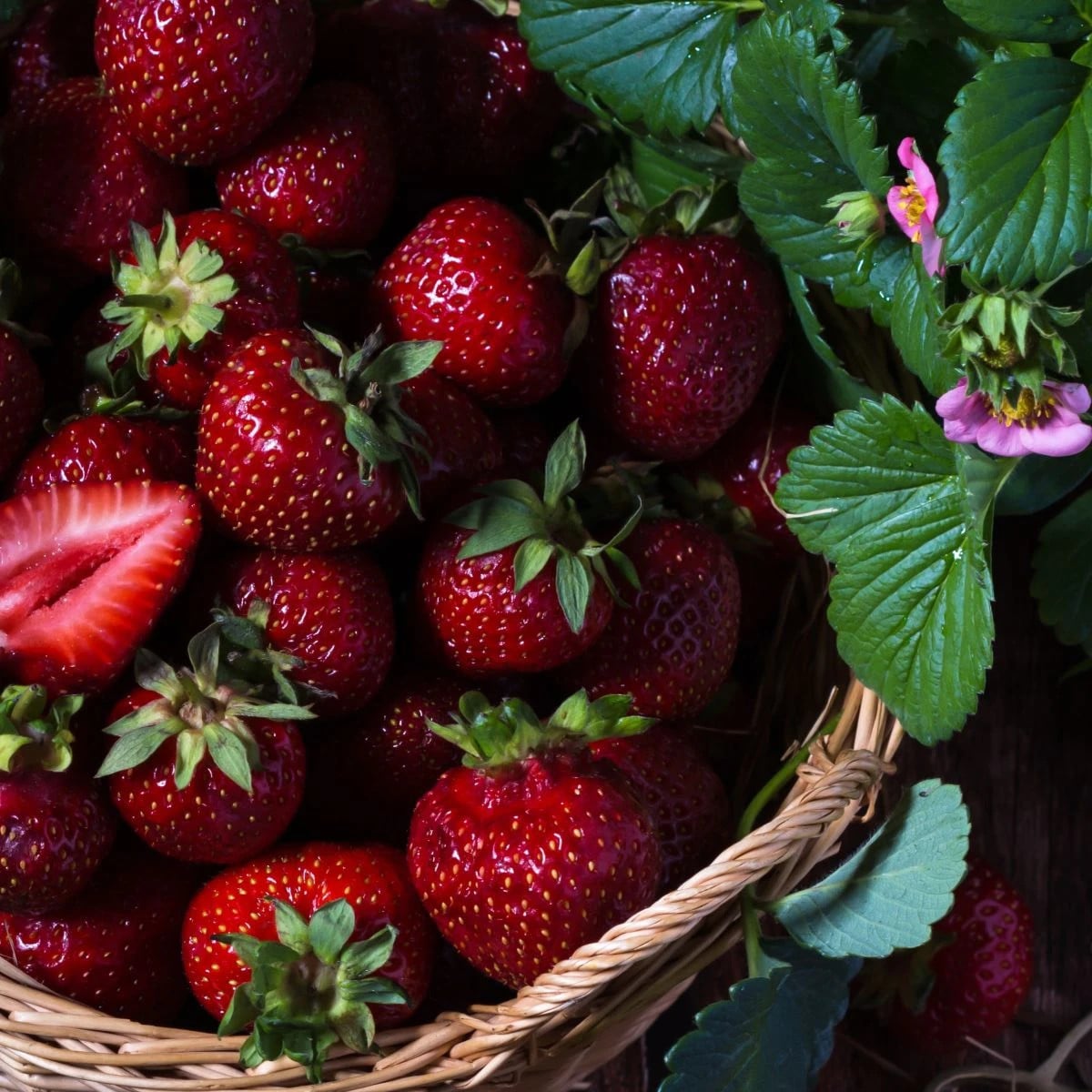 Jahodník Cherryberry - Fragaria ananassa - prostokořenná sazenice jahodníku - 2 ks