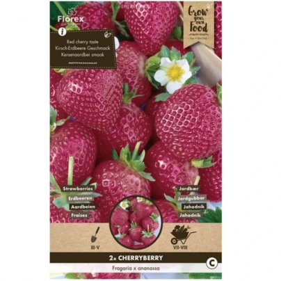 Jahodník Cherryberry - Fragaria ananassa - prostokořenná sazenice jahodníku - 2 ks