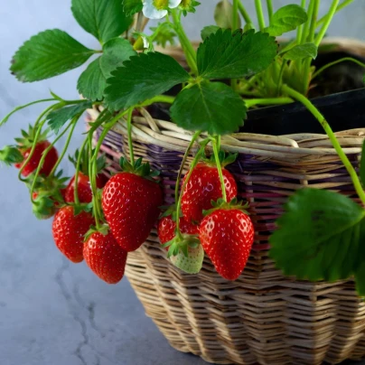 Jahodník převislý Pendula - Fragaria - prostokořenná sazenice jahodníku - 2 ks