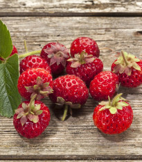 Jahodník Framberry - Fragaria ananassa - prostokořenná sazenice jahodníku - 2 ks