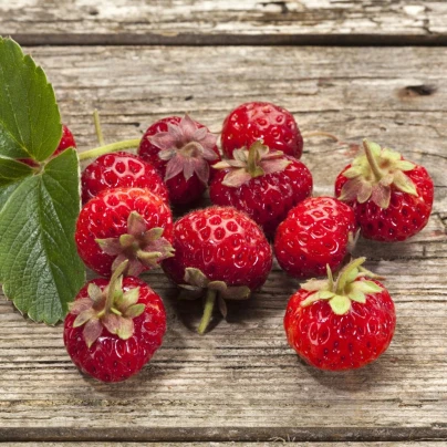 Jahodník Framberry - Fragaria ananassa - prostokořenná sazenice jahodníku - 2 ks
