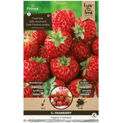 Jahodník Framberry - Fragaria ananassa - prostokořenná sazenice jahodníku - 2 ks