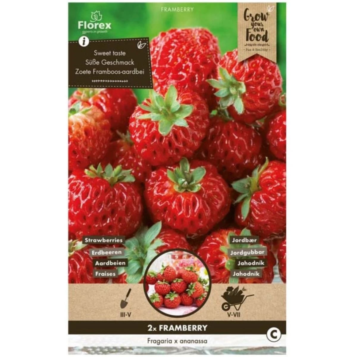 Jahodník Framberry - Fragaria ananassa - prostokořenná sazenice jahodníku - 2 ks