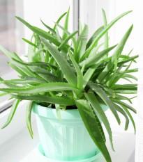 Aloe vera - Barbadensis miller - osivo aloe - 6 ks