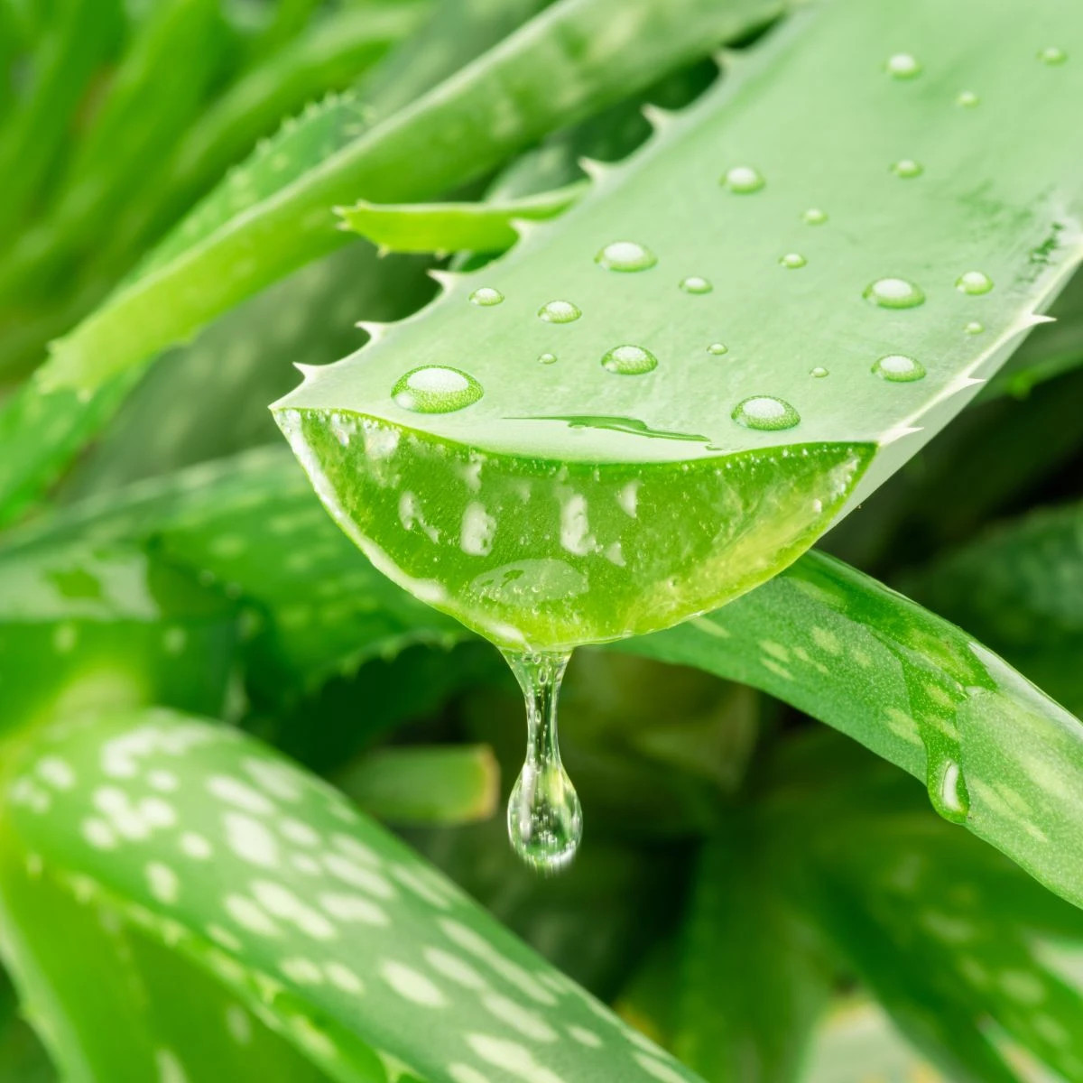 Aloe vera - Barbadensis miller - osivo aloe - 6 ks