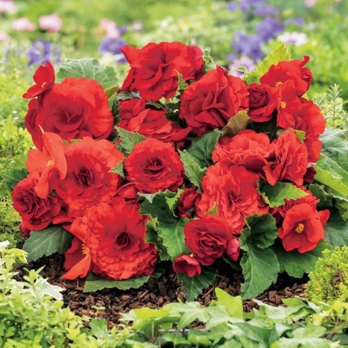 Begonie Nonstop červená - Begonia tuberhybrida - hlízy begónie - 2 ks