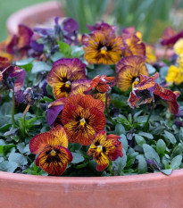 Violka Tiger Eye Red F1 - Viola cornuta - osivo violky - 20 ks