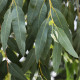 Eukalyptus říční River Red Gum - Blahovičník - Eucalyptus camaldulensis - osivo eukalyptu - 10 ks