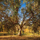 Eukalyptus říční River Red Gum - Blahovičník - Eucalyptus camaldulensis - osivo eukalyptu - 10 ks