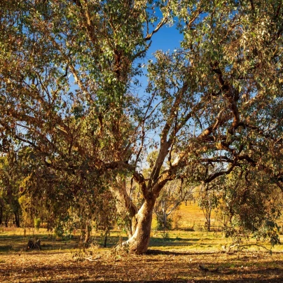 Eukalyptus říční River Red Gum - Blahovičník - Eucalyptus camaldulensis - osivo eukalyptu - 10 ks