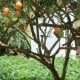 Rajčatový strom žlutý Tamarillo - Cyphomandra betacea - osivo rajčatového stromu - 5 ks
